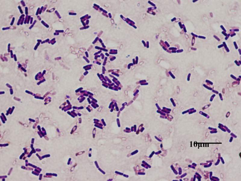 芽孢杆菌形态图片